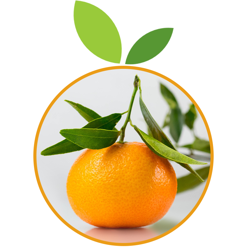 Tout savoir sur la Mandarine Tardive de Ciaculli/Marzaïolo